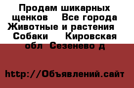 Продам шикарных щенков  - Все города Животные и растения » Собаки   . Кировская обл.,Сезенево д.